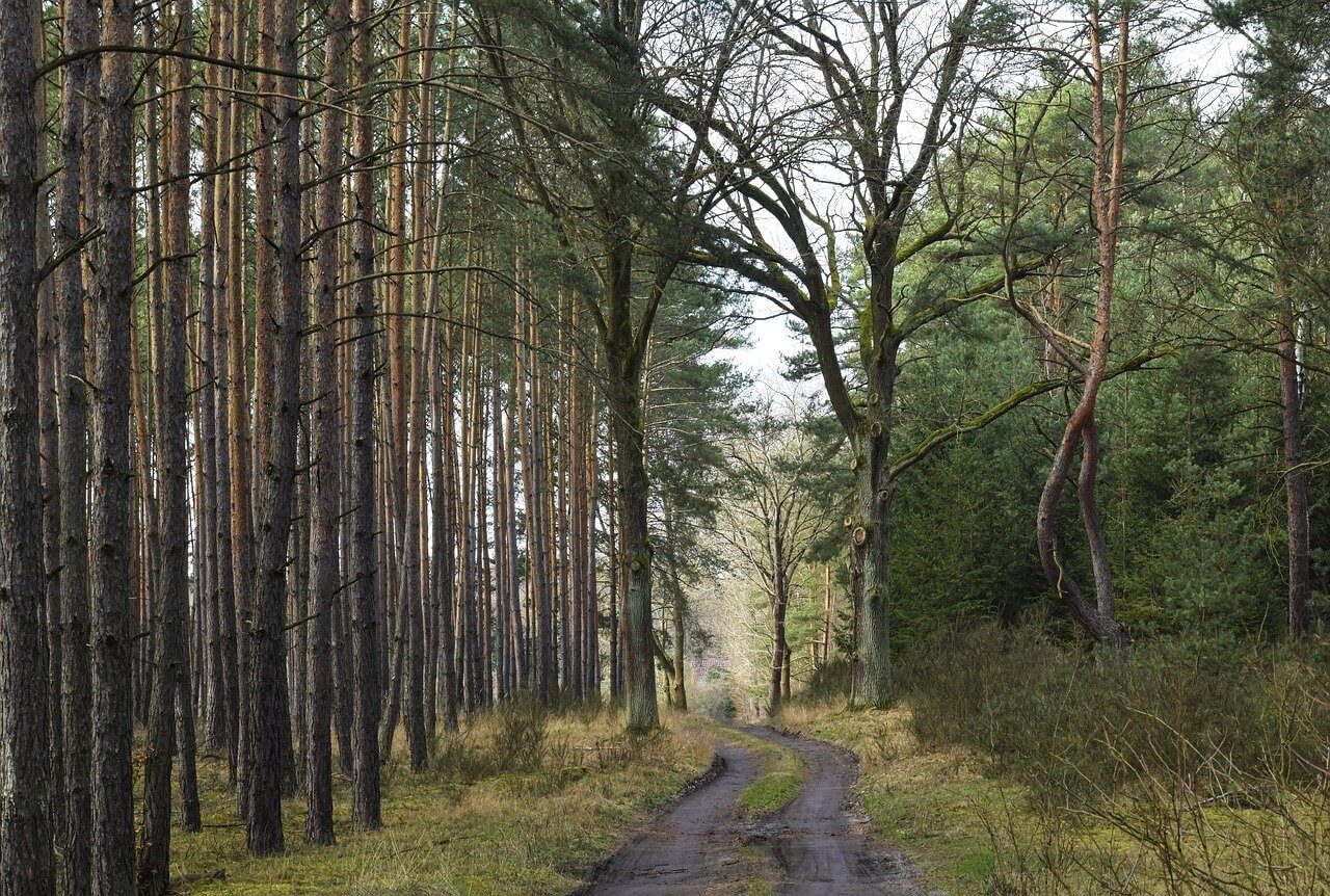 trees with a walking path in the middle.