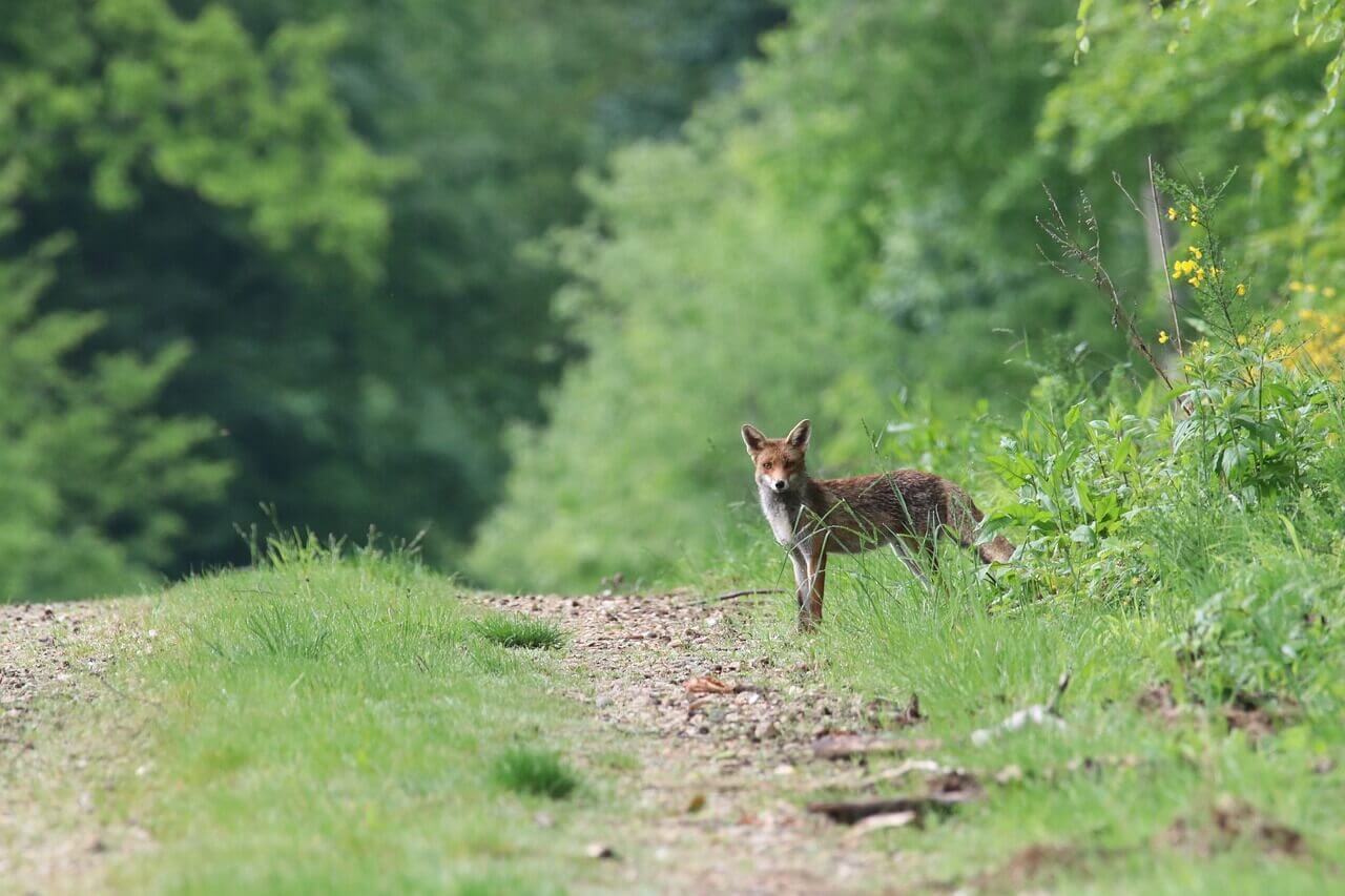 Fox Enjoying Natural Prairie